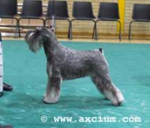 puppy class winner